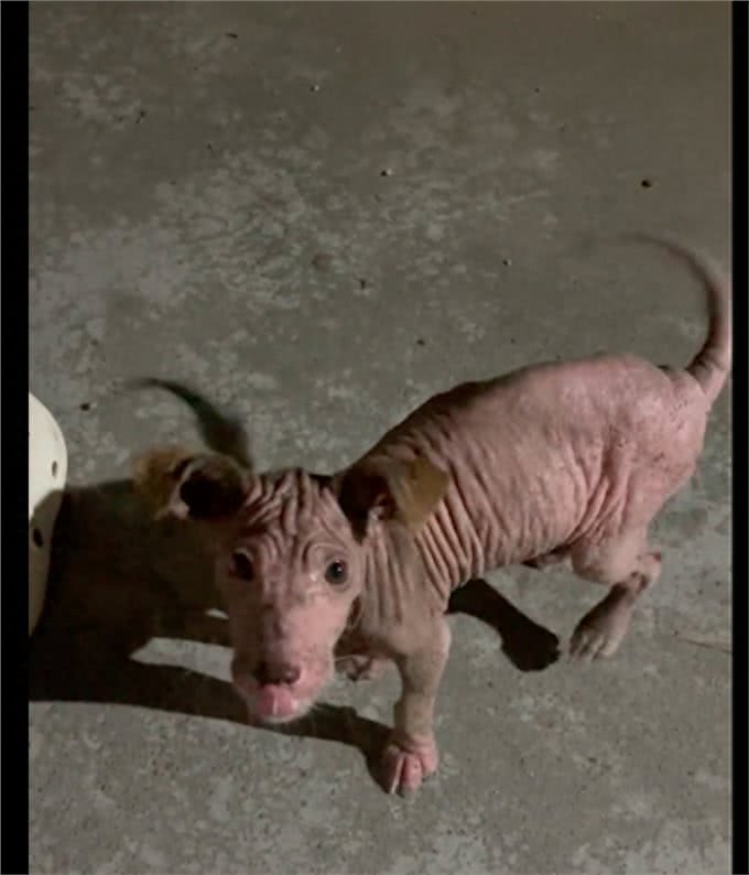 主人不给狗治皮肤病,将它丢出门外,掉光毛发的它还守家每天暴晒