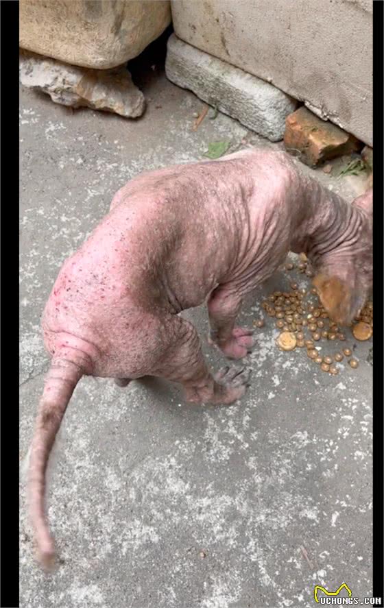 主人不给狗治皮肤病,将它丢出门外,掉光毛发的它还守家每天暴晒