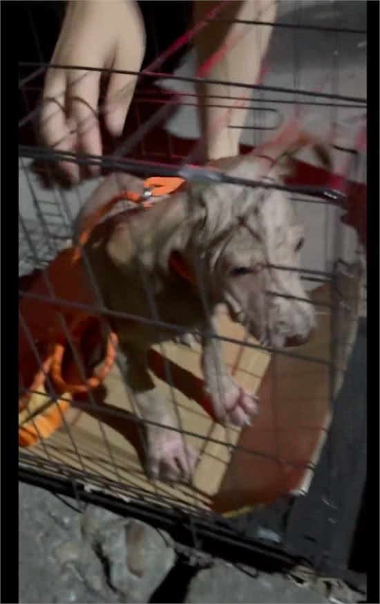 主人不给狗治皮肤病,将它丢出门外,掉光毛发的它还守家每天暴晒