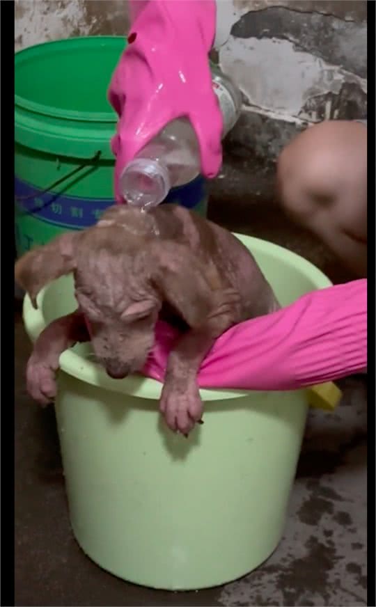 主人不给狗治皮肤病,将它丢出门外,掉光毛发的它还守家每天暴晒