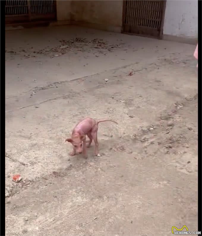 主人不给狗治皮肤病,将它丢出门外,掉光毛发的它还守家每天暴晒