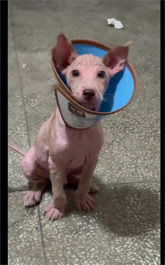 主人不给狗治皮肤病，将它丢出门外，掉光毛发的它还守家每天暴晒