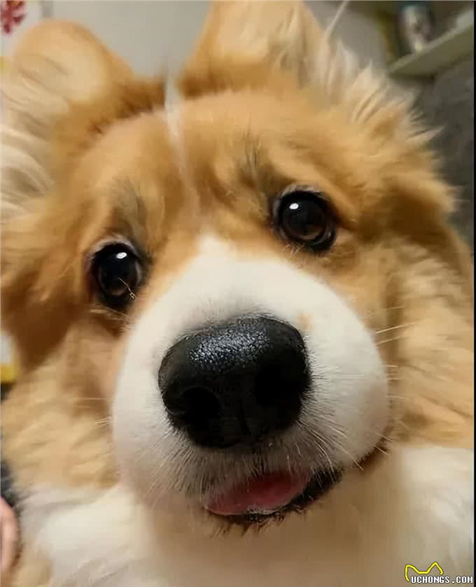 狗狗取名有讲究,这些坑要避开,你踩了几个?