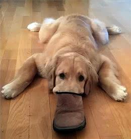 狗狗取名有讲究，这些坑要避开，你踩了几个?