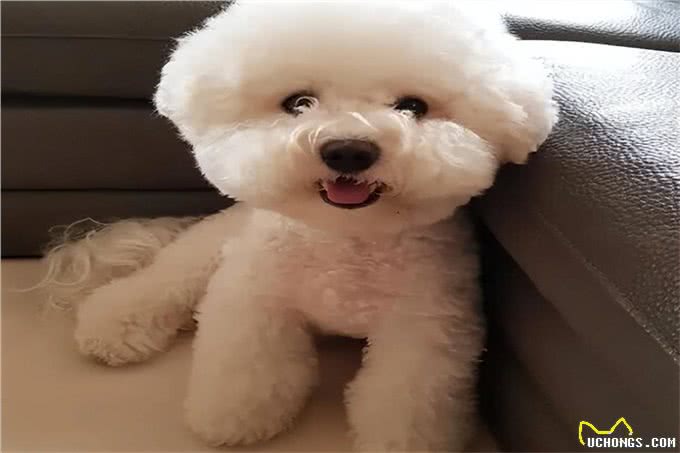 比熊犬多少钱一只?便宜的200元一只(贵的高达万元)