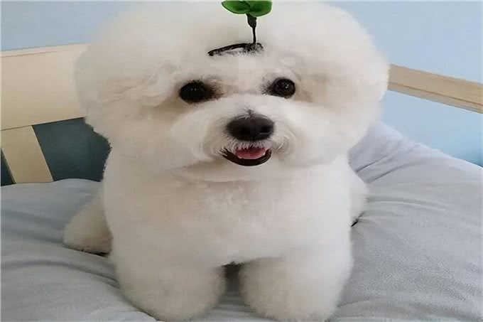 比熊犬多少钱一只?便宜的200元一只(贵的高达万元)