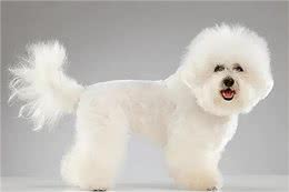 比熊犬多少钱一只?便宜的200元一只(贵的高达万元)