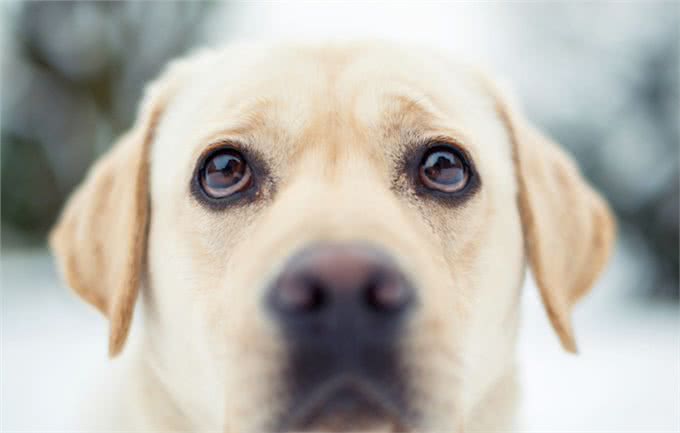 狗鼻子上长癣症状