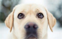 狗鼻子上长癣症状