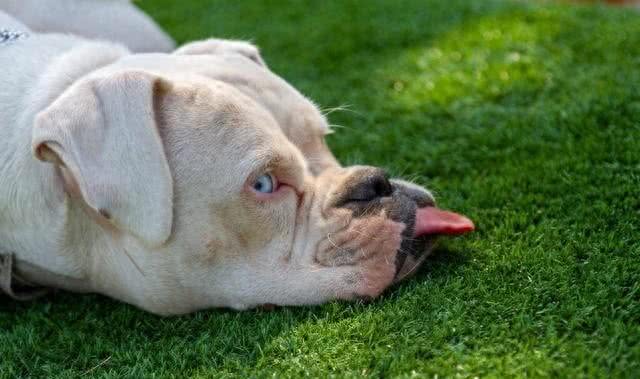 宠物打嗝止不住,应该怎么办