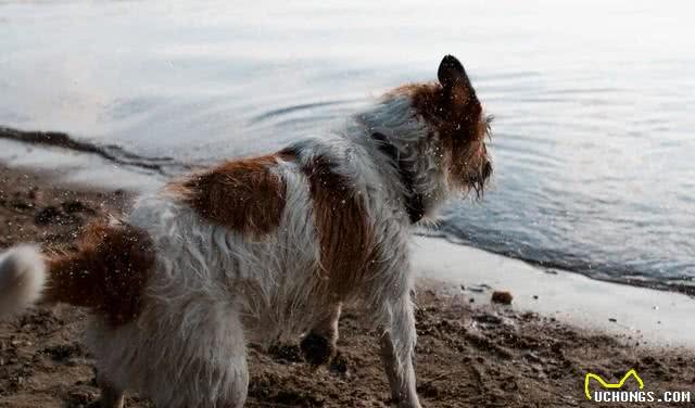 宠物打嗝止不住,应该怎么办