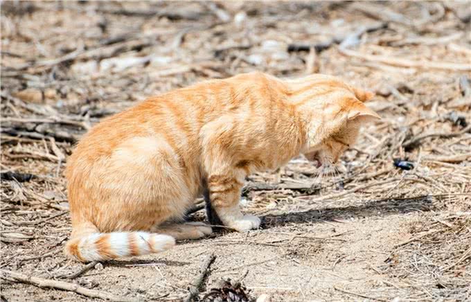 宠物打嗝止不住,应该怎么办