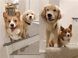 金毛和柯基:不同品种的狗狗个性比较