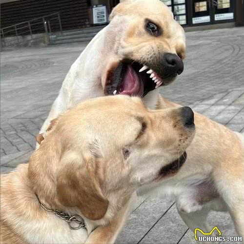 养一只狗和养两只狗，区别有多大?过来人:这5点最明显!