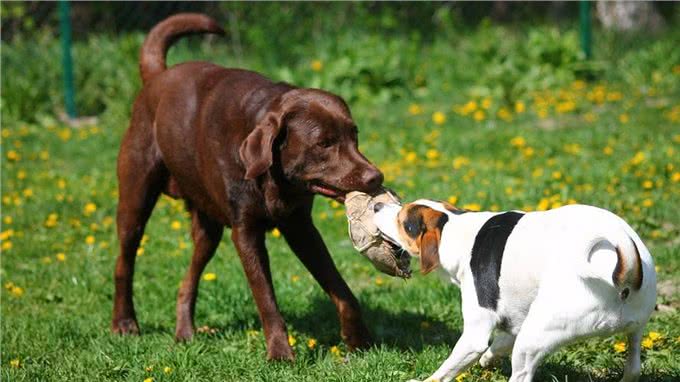 养一只狗和养两只狗,区别有多大?过来人:这5点最明显!