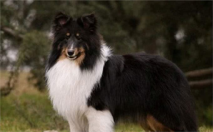 长相酷似小马驹,其实竟然是个牧羊犬,带你了解一下喜乐蒂牧羊犬