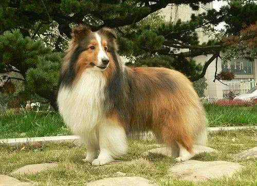 长相酷似小马驹,其实竟然是个牧羊犬,带你了解一下喜乐蒂牧羊犬