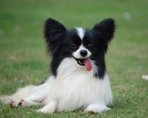 蝴蝶犬爱掉毛吗?导致蝴蝶犬掉毛的原因有哪些?