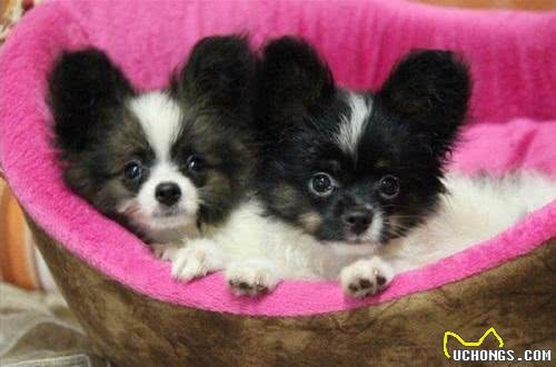 蝴蝶犬爱掉毛吗?导致蝴蝶犬掉毛的原因有哪些?