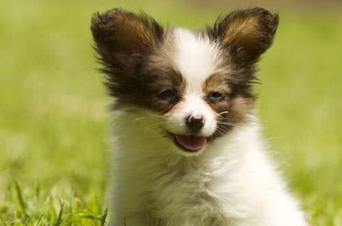 蝴蝶犬爱掉毛吗?导致蝴蝶犬掉毛的原因有哪些?