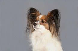 蝴蝶犬爱掉毛吗?导致蝴蝶犬掉毛的原因有哪些?