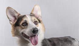 那条扒拉女孩和保洁阿姨的狗要被处理掉，为何无数网友为狗命不值