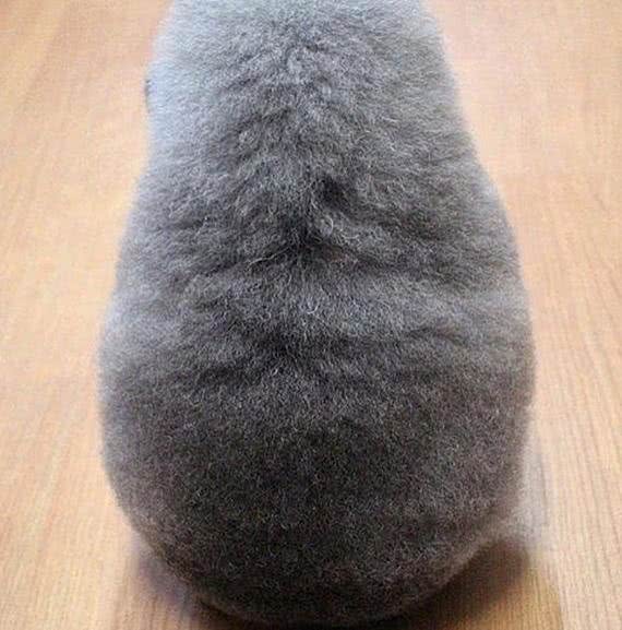 狗狗被带到宠物店美容,结束后一看造型,感觉狗子要自闭了