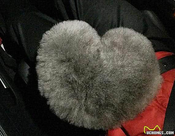 狗狗被带到宠物店美容,结束后一看造型,感觉狗子要自闭了