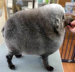 狗狗被带到宠物店美容，结束后一看造型，感觉狗子要自闭了