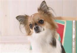 捣蛋鬼!怎么禁止蝴蝶犬乱翻垃圾桶?