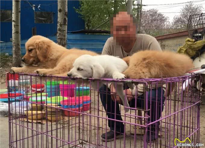 挑选篇:买狗有5不,你清楚吗?