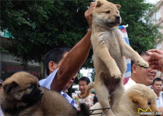 挑选篇:买狗有5不,你清楚吗?