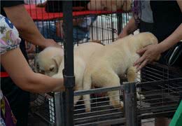 挑选篇:买狗有5不，你清楚吗?