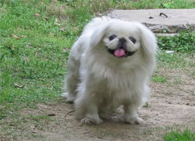 宫廷狮子狗:京巴为什么见不到了?