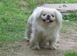 宫廷狮子狗:京巴为什么见不到了?