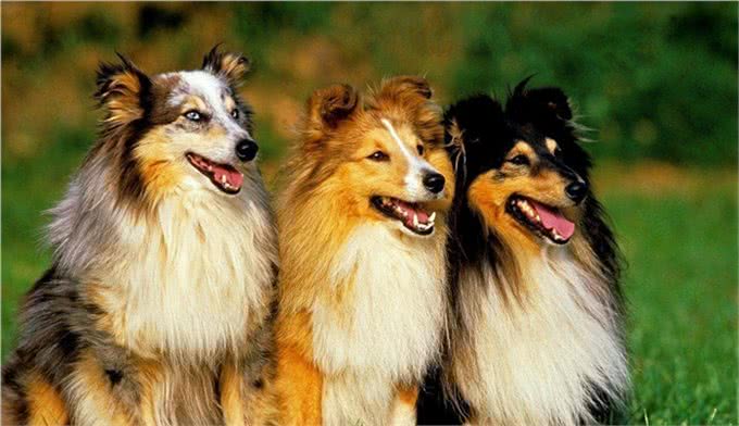 有着卓越情商的苏格兰牧羊犬,你值得拥有