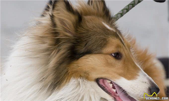 有着卓越情商的苏格兰牧羊犬,你值得拥有