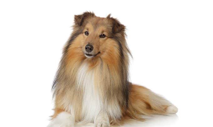 有着卓越情商的苏格兰牧羊犬,你值得拥有