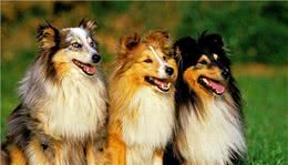 有着卓越情商的苏格兰牧羊犬，你值得拥有