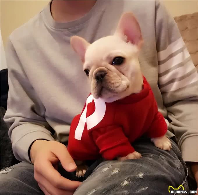 最适合家养的五种狗?看看你家的狗有没有上榜?