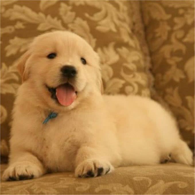 最适合家养的五种狗?看看你家的狗有没有上榜?