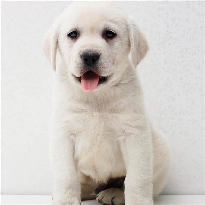 最适合家养的五种狗?看看你家的狗有没有上榜?