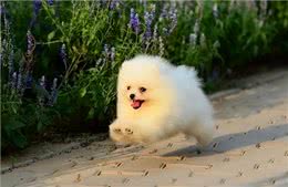 最适合家养的五种狗?看看你家的狗有没有上榜?