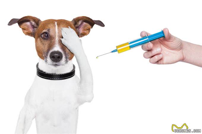 辟谣:给狗狗打疫苗选择四联就是需要打4针?四联只是疫苗的名字