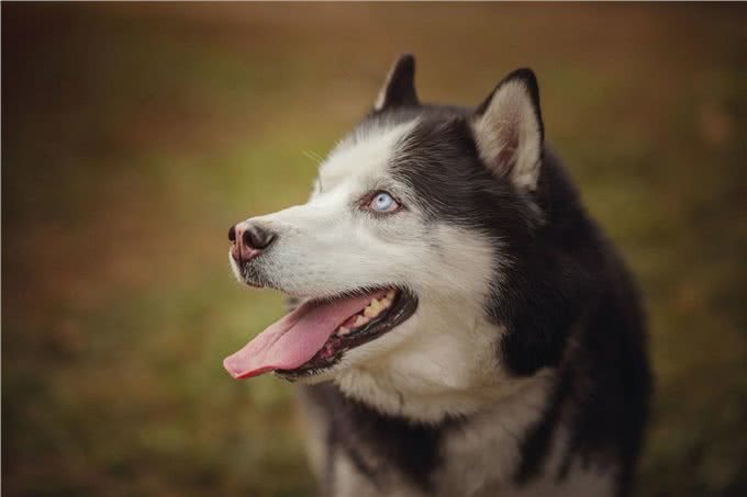 辟谣:给狗狗打疫苗选择四联就是需要打4针?四联只是疫苗的名字