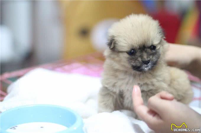 辟谣:给狗狗打疫苗选择四联就是需要打4针?四联只是疫苗的名字