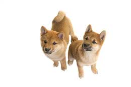 辟谣:给狗狗打疫苗选择四联就是需要打4针?四联只是疫苗的名字