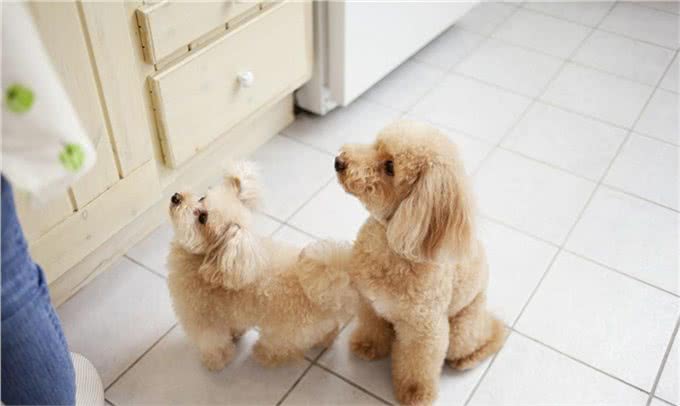 有这5种异常行为的贵宾犬，说明你忽视了它，让它很伤心