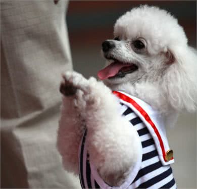 有这5种异常行为的贵宾犬，说明你忽视了它，让它很伤心