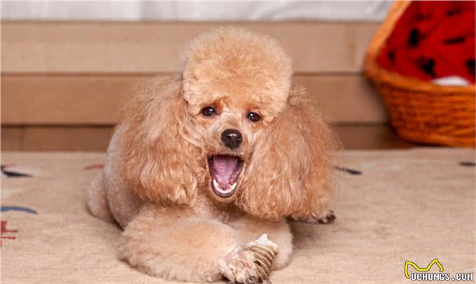 有这5种异常行为的贵宾犬，说明你忽视了它，让它很伤心